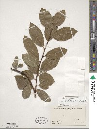 Salix cinerea image