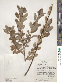 Salix cinerea image