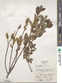 Salix cinerea image