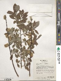 Salix cinerea image