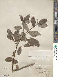 Salix cinerea image