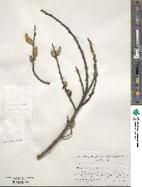 Salix cinerea image