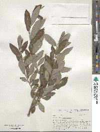 Salix cinerea image