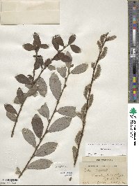 Salix cinerea image