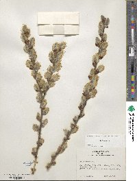 Salix cinerea image