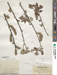 Salix cinerea image