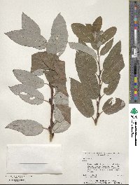 Salix cinerea image