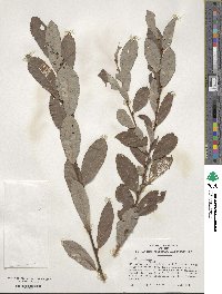 Salix cinerea image