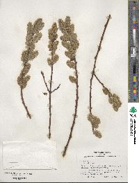 Salix cinerea image