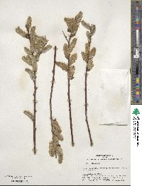 Salix cinerea image