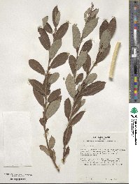 Salix cinerea image