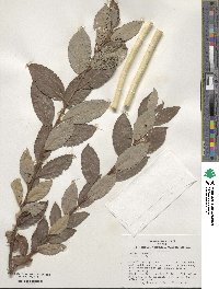 Salix cinerea image