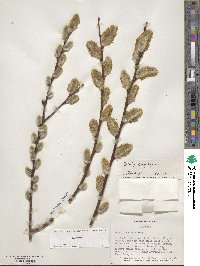 Salix cinerea image