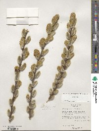 Salix cinerea image