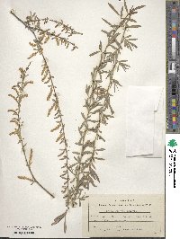 Salix capusii image