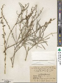 Salix caspica image