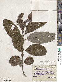 Salix caucasica image