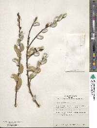 Salix chaenomeloides image