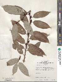 Salix chaenomeloides image