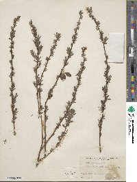 Salix babylonica image