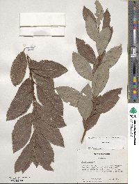 Salix cinerea image