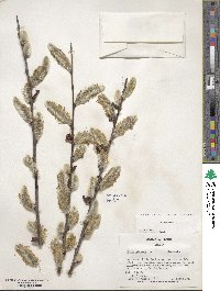 Salix cinerea image