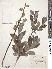 Salix cinerea image