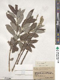 Salix cinerea image