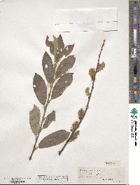 Salix cinerea image