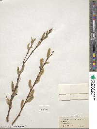 Salix cinerea image