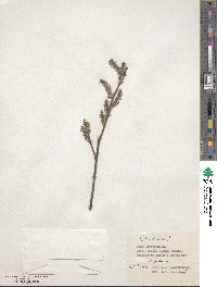 Salix cinerea image