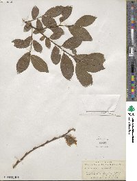 Salix cinerea image