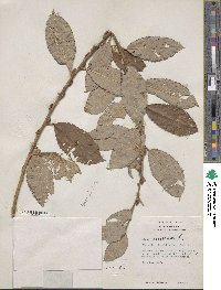 Salix cinerea image