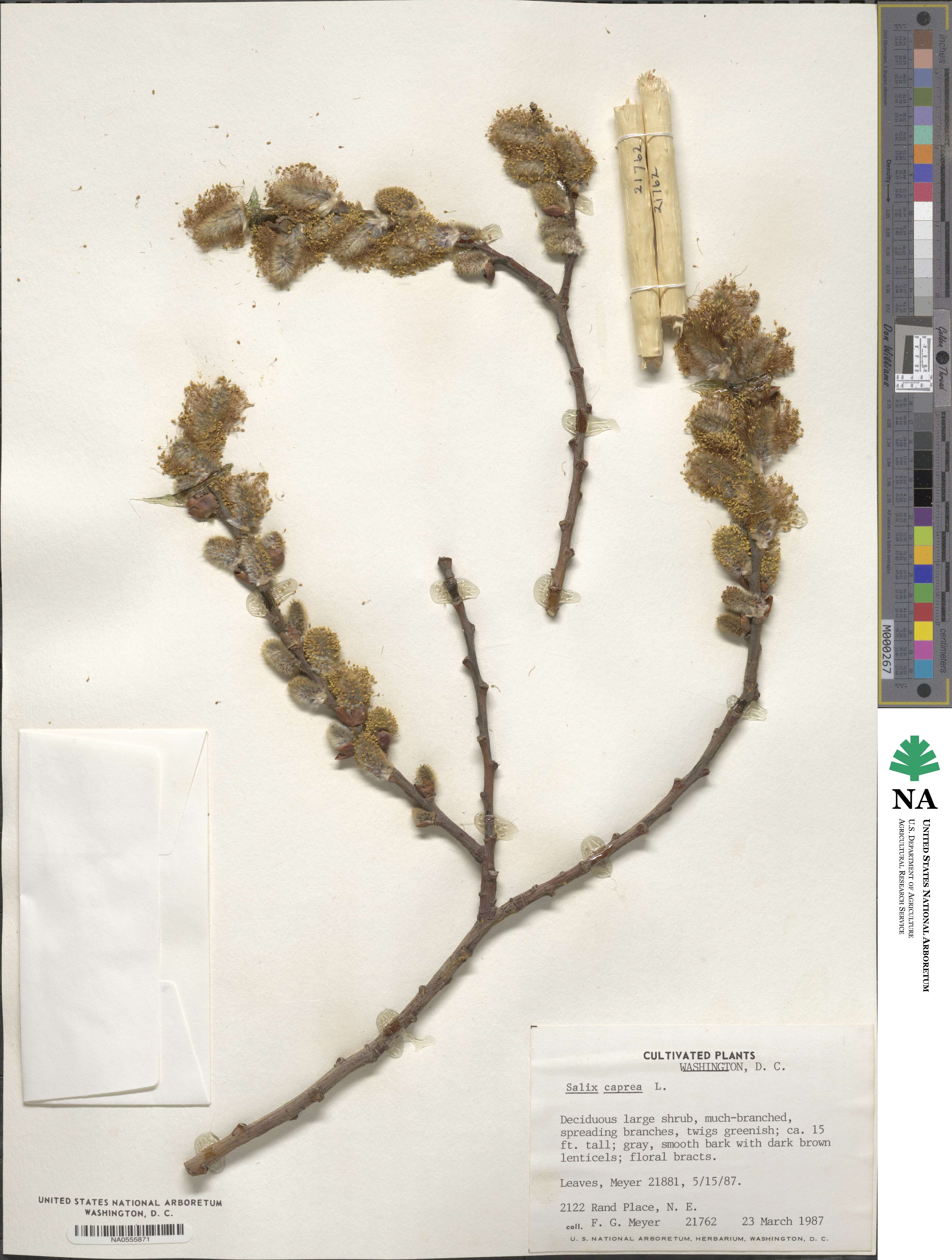 Salix caprea image