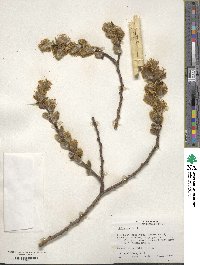 Salix caprea image