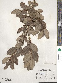 Salix caprea image