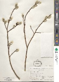 Salix caprea image