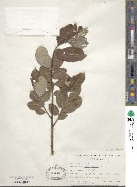 Salix caprea image