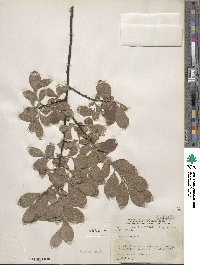 Salix caprea image