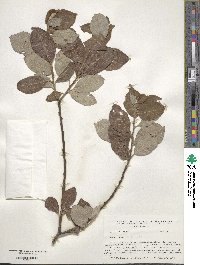 Salix caprea image