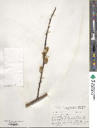 Salix caprea image