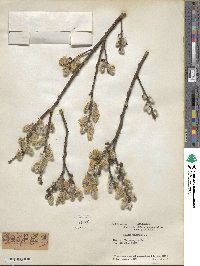 Salix caprea image