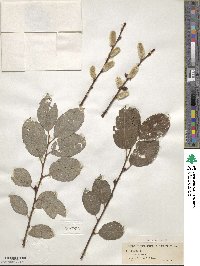 Salix caprea image