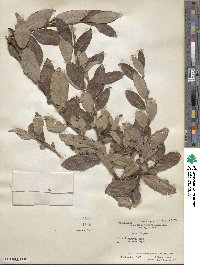 Salix caprea image