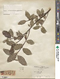 Salix caprea image