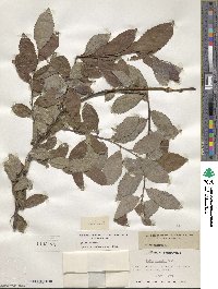 Salix caprea image