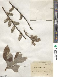 Salix caprea image