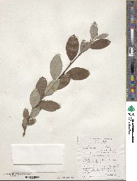 Salix caprea image