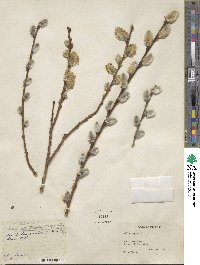 Salix caprea image