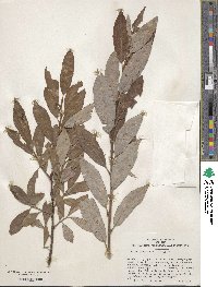 Salix caprea image